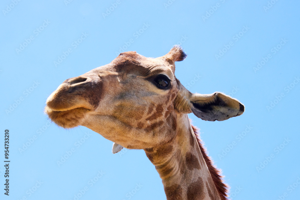 Naklejka premium Eine Reise durch Südafrika.