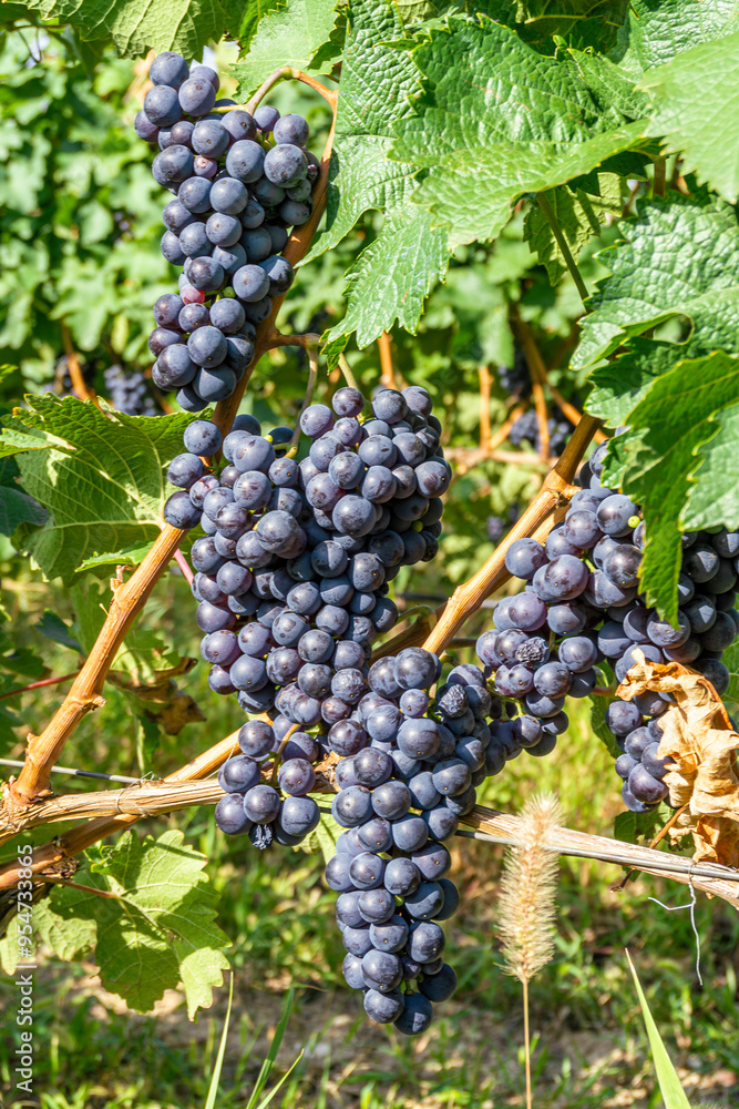 Several bunches of ripe black red Shavkapito grape illuminated by sunlight among the leaves and stems of the vine Several bunches of ripe black red Shavkapito grape illuminated by sunlight among the leaves and stems of the vine
