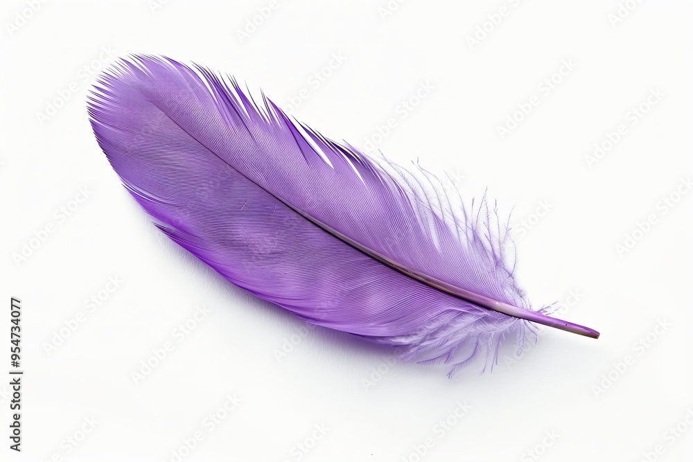 Purple feather on white background, lightweight Purple feather on white background, lightweight