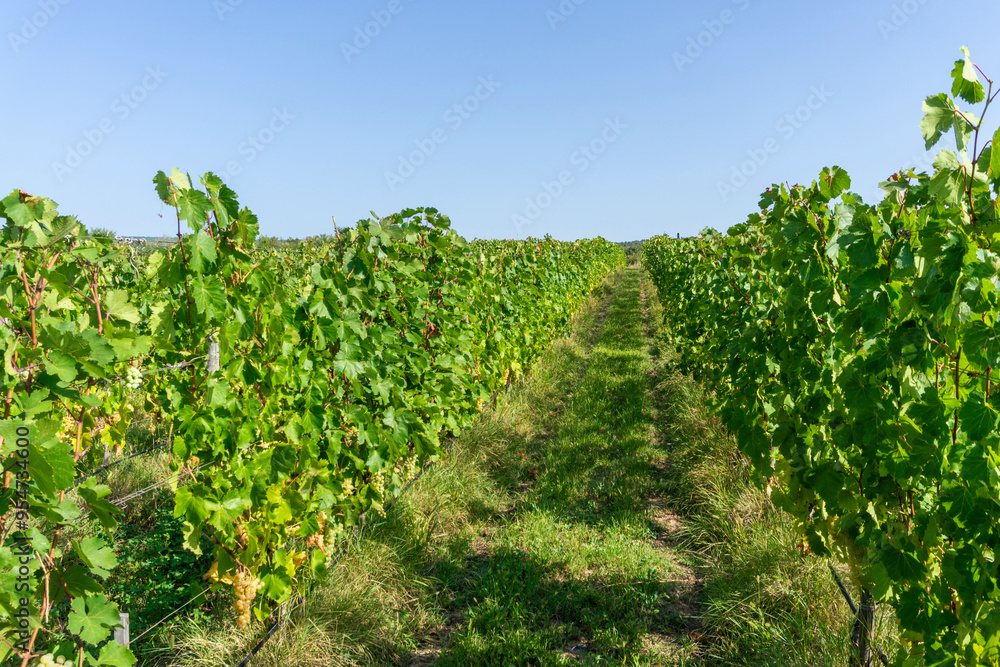 Rows of grape vines in a vineyard. Grape clusters and leaves are visible. Clear sky. Rows of grape vines in a vineyard. Grape clusters and leaves are visible. Clear sky.