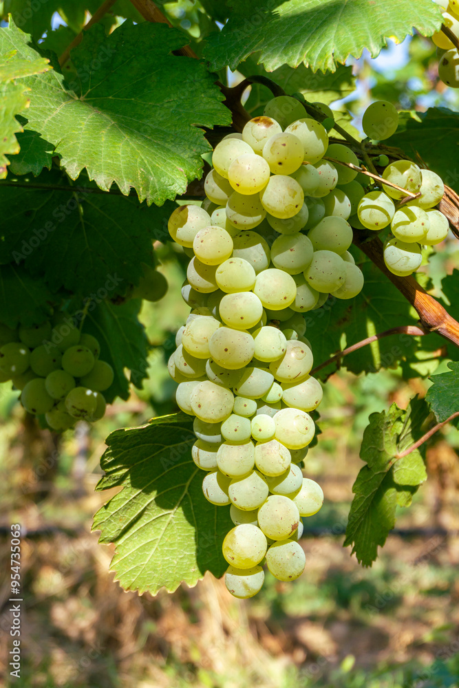 A bunch of white Chinebuli grapes illuminated by sunlight among the leaves and stems of the vine A bunch of white Chinebuli grapes illuminated by sunlight among the leaves and stems of the vine