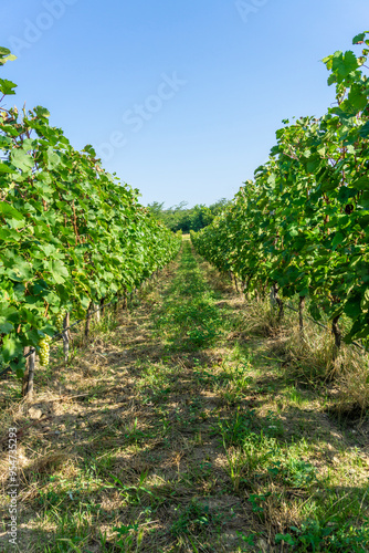 Rows of grape vines in a vineyard. Grape clusters and leaves are visible