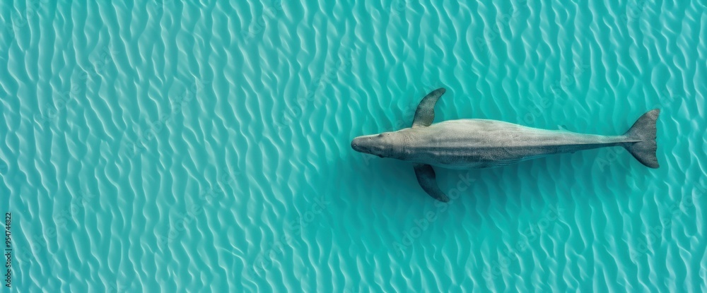Aerial view of a Plesiosaurus swimming in an ancient sea, copy space, natural lighting Aerial view of a Plesiosaurus swimming in an ancient sea, copy space, natural lighting