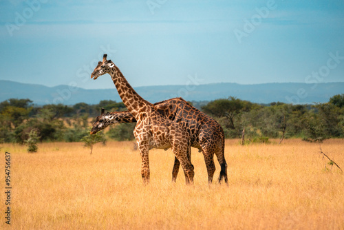 Canvas Print Two Giraffes in Tall Grasses, Ikoma Conservation Area, Tanzania