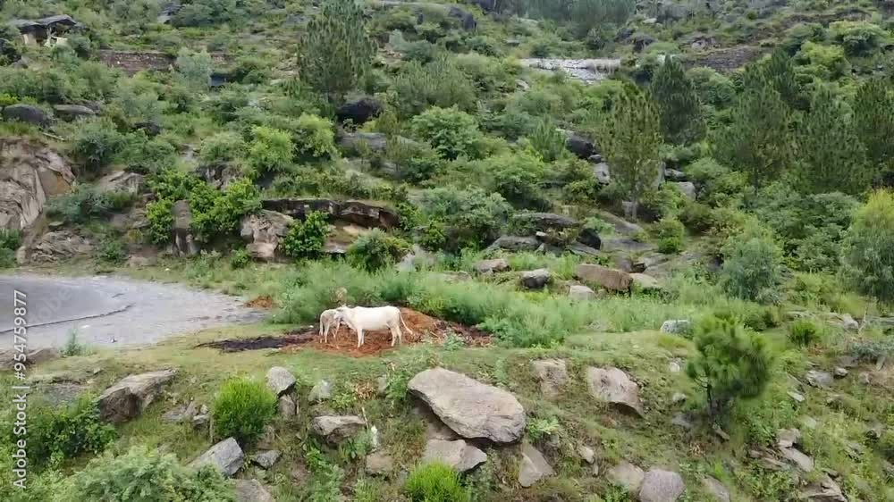 Drone view of the greenery of the mountains and the cows grazing in it Drone view of the greenery of the mountains and the cows grazing in it