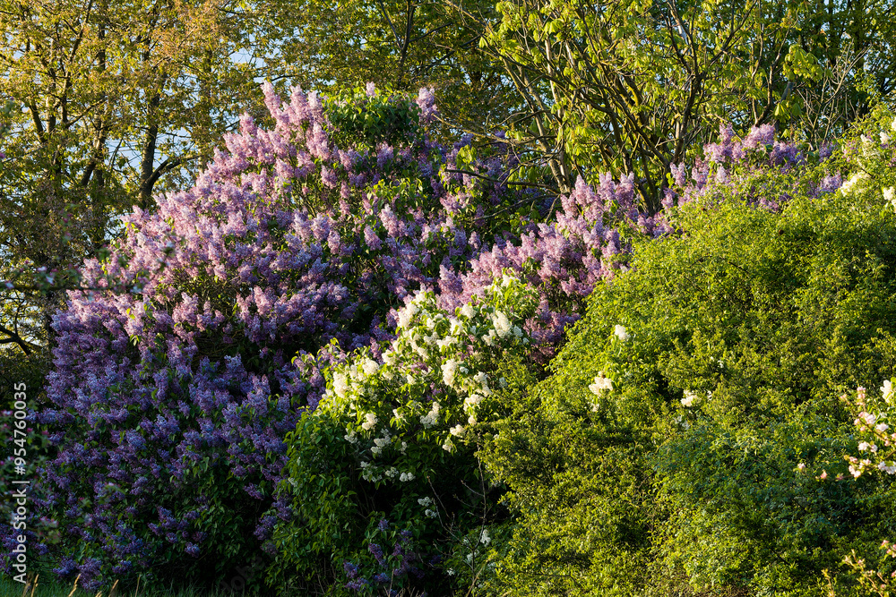 Obraz premium Blüten vom Gemeinen Flieder oder Gewöhnlicher Flieder (Syringa vulgaris) 