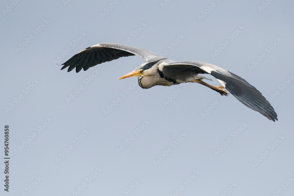 Graureiher im Flug Graureiher im Flug