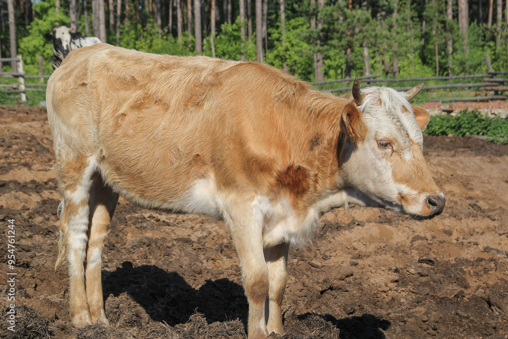 Brown spotted cow walks at village near fence - Russian countryside Brown spotted cow walks at village near fence - Russian countryside