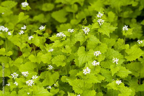 Knoblauchsrauke (Alliaria petiolata )	 photo