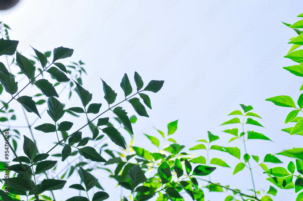 custom made wallpaper toronto digitalCork tree, Indian cork tree or Millingtonia hortensis Linn or BIGNONIACEAE or small Cork tree or tree