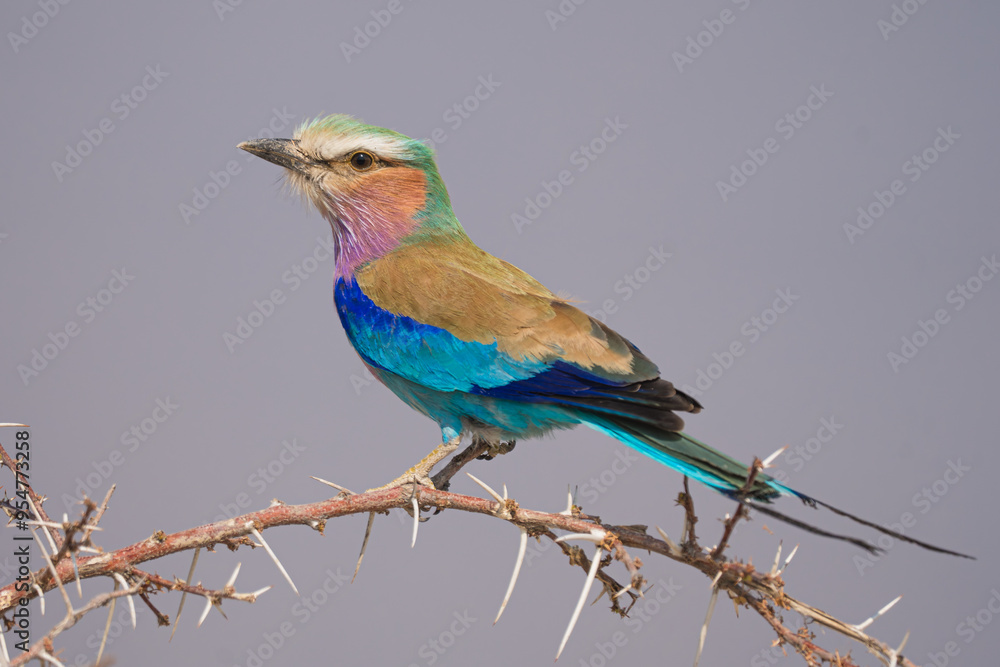 lilac roller on a branch lilac roller on a branch