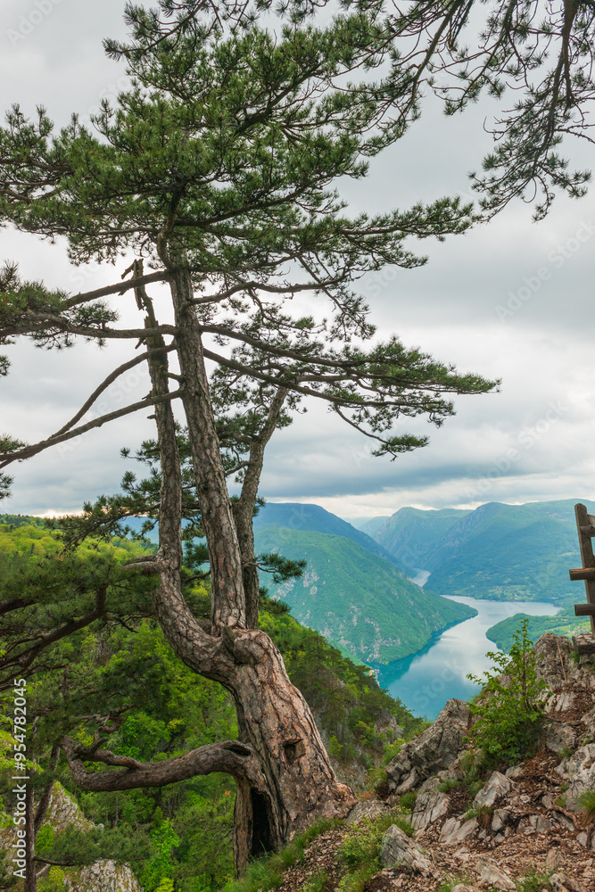 tree against the backdrop of the Drina River canyon tree against the backdrop of the Drina River canyon
