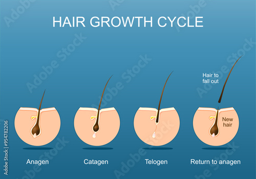Hair growth cycle. Follicle anatomy