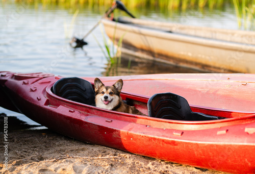 Happy Corgi Dog Enjoying a Boat Ride on the Lake