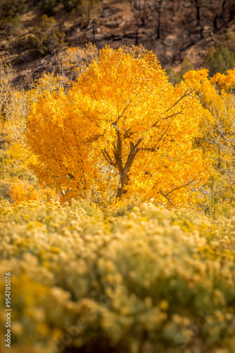 Siingle tree covered with orange leaves in a wildflower meadow in October photo