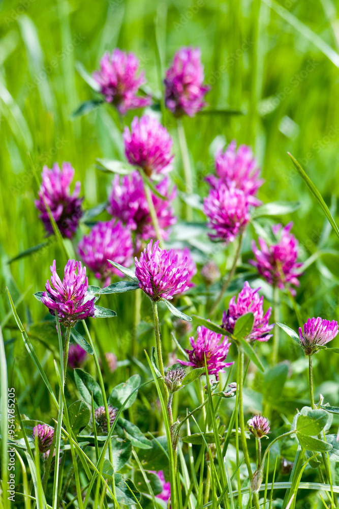 Blüten des Wiesenklee auf einer Wildblumenwiese Blüten des Wiesenklee auf einer Wildblumenwiese