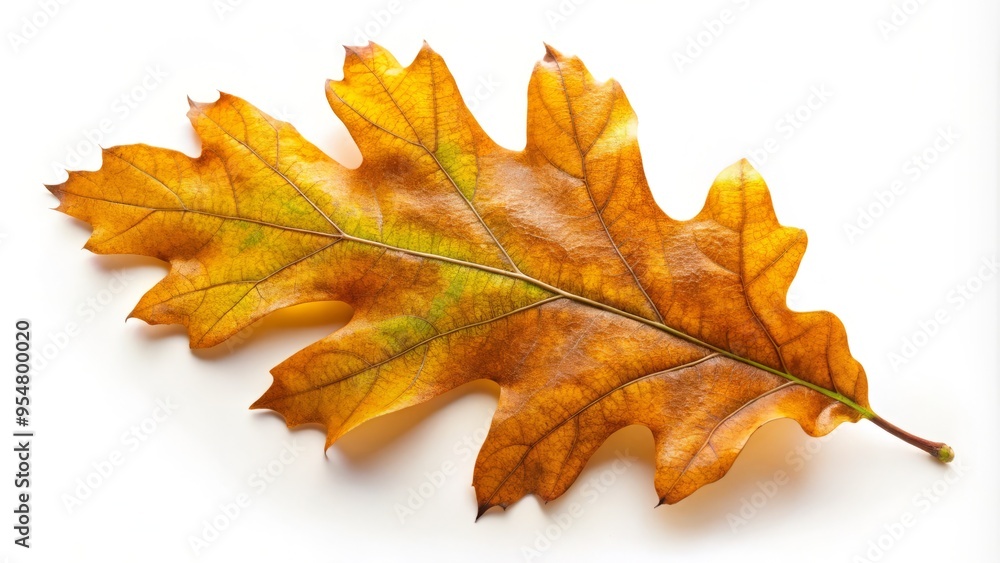 Delicate veins stretch across the burr oak leaf's gentle curves, its soft green tone contrasted against the crisp white background's stark simplicity. Delicate veins stretch across the burr oak leaf's gentle curves, its soft green tone contrasted against the crisp white background's stark simplicity.