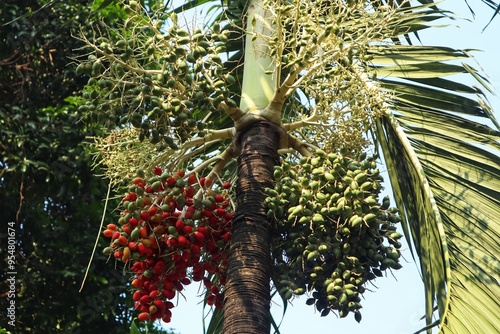 Fotografie The red areca palm tree or Areca vestiaria Giseke (Cyrtostachys lakka Becc) is bearing heavy fruit