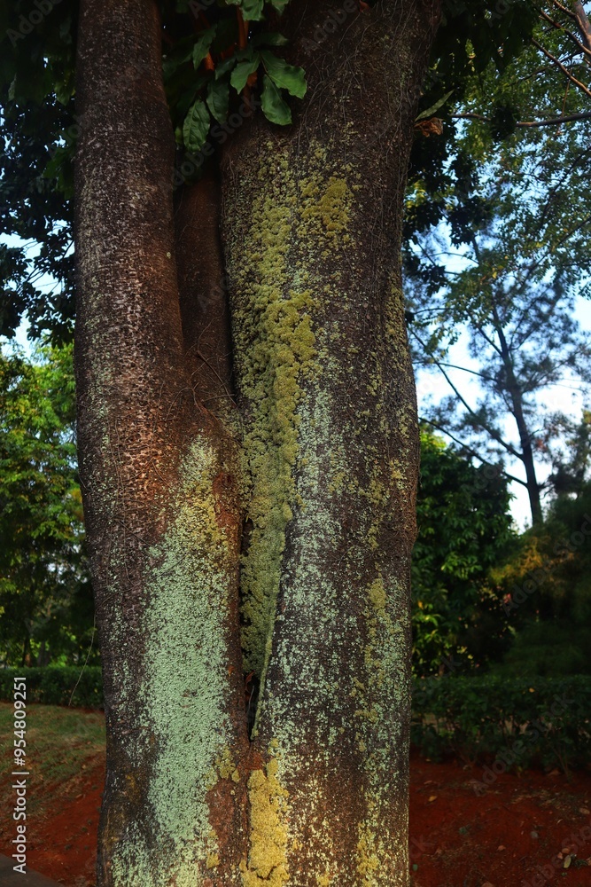 Fototapeta premium Tree trunks grow lichen which are fungi and green algae (cyanobacterium). With a close look.