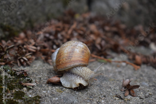 Snail crawling in the nature.