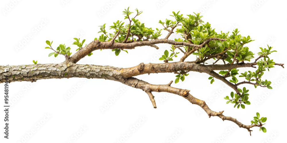 Tree branch isolated, Tree branch on isolate with clipping path Tree branch isolated, Tree branch on isolate with clipping path
