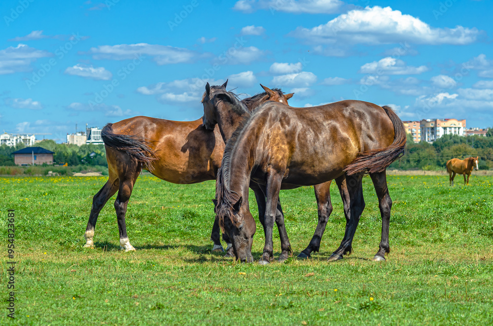 Obraz premium Herd horses grazing in countryside, not far from city. Cumulus white clouds background. Farm life.