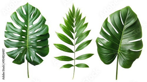 Lush Green Tropical Leaves Isolated on a White Background