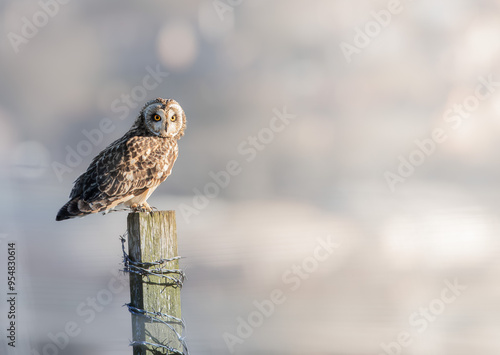 Short Eared Owl on post