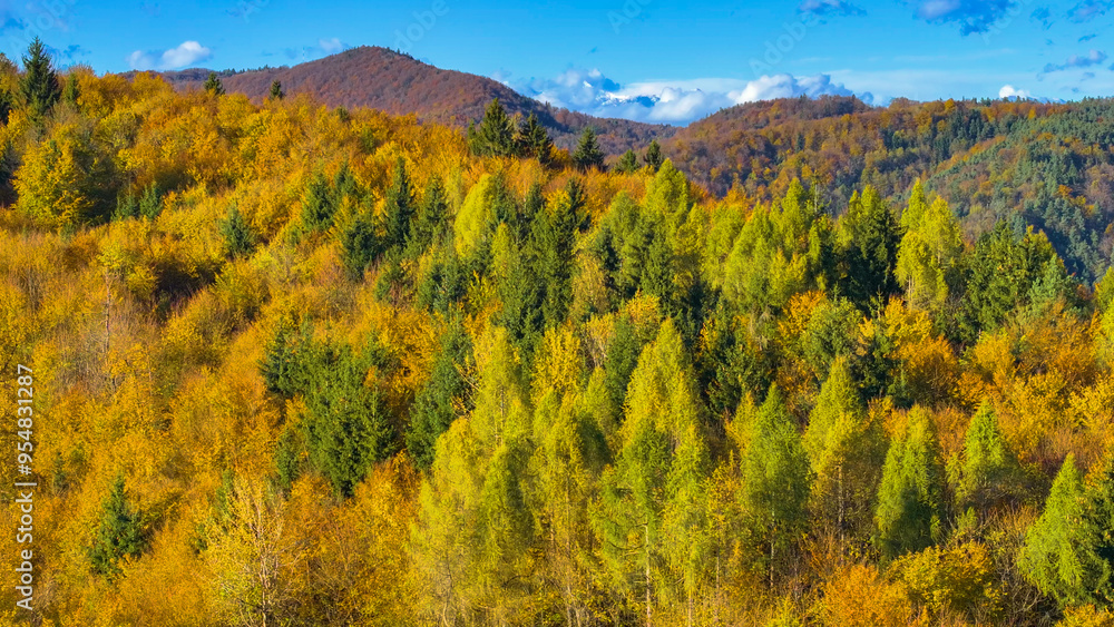 Fototapeta premium AERIAL: Vibrant autumn hills and forests with snowy mountains in the background. Colorful trees and first snow in highlands herald the end of autumn. A beautiful landscape showing seasonal changes.
