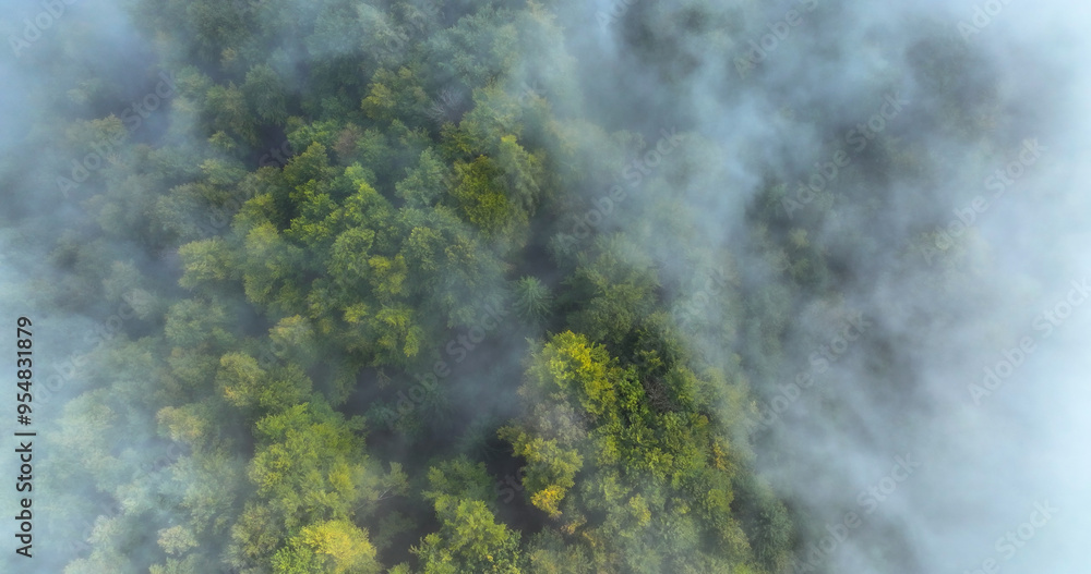 AERIAL TOP DOWN: Foggy woodland, with dense greenery softened by autumn mist. Lush forest greenery is partially veiled by the morning fog, enhancing the ethereal beauty of dreamy autumn landscape. AERIAL TOP DOWN: Foggy woodland, with dense greenery softened by autumn mist. Lush forest greenery is partially veiled by the morning fog, enhancing the ethereal beauty of dreamy autumn landscape.