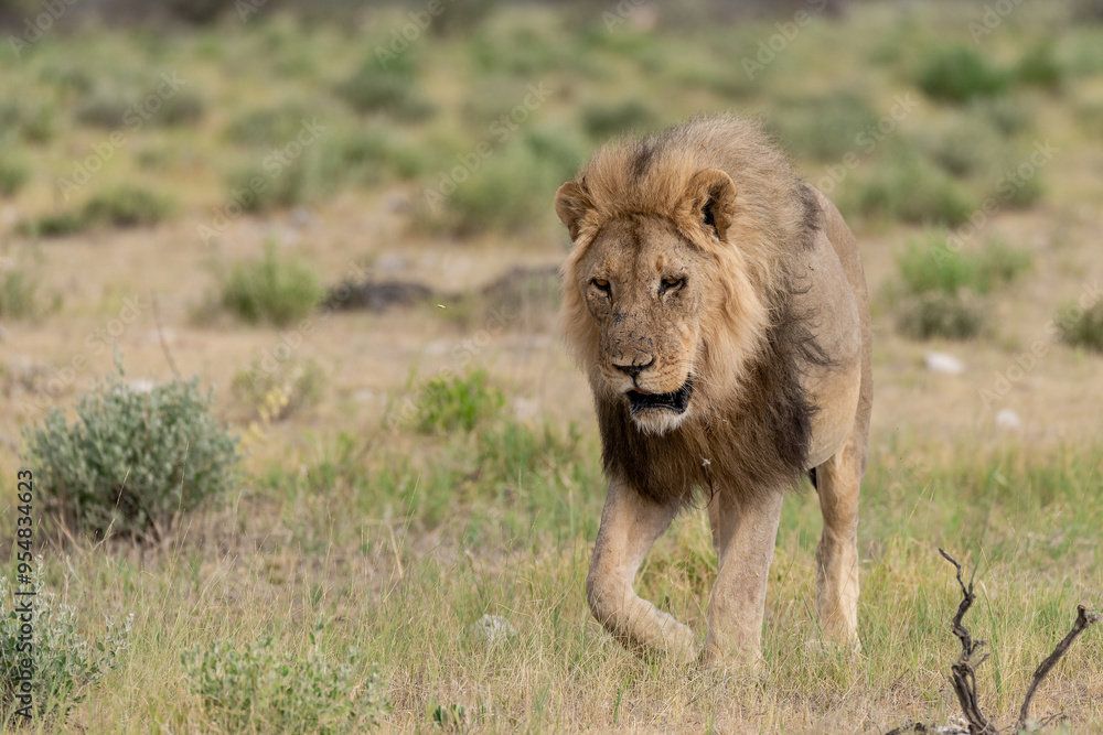 Naklejka premium Lions in etosha