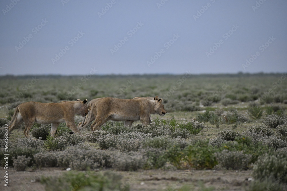 Fototapeta premium Lions in etosha