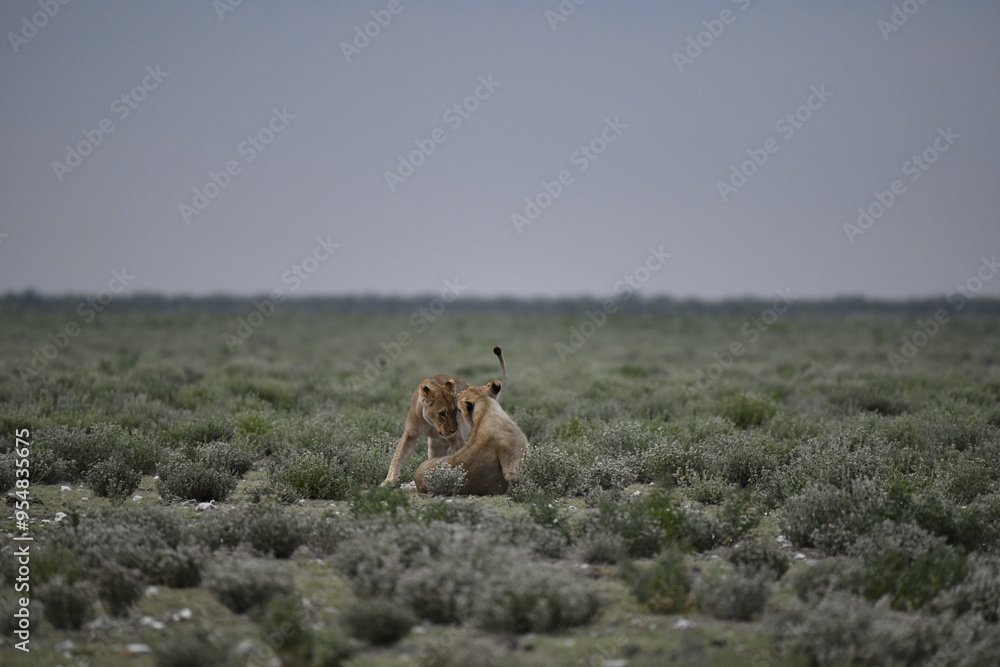 Fototapeta premium Lions in etosha
