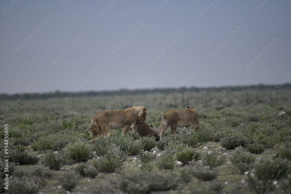 Fototapeta premium Lions in etosha