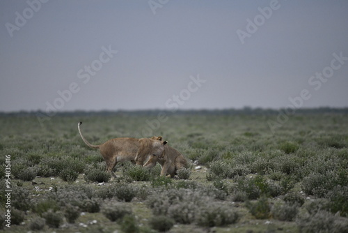 Lions in etosha