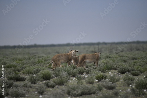 Lions in etosha