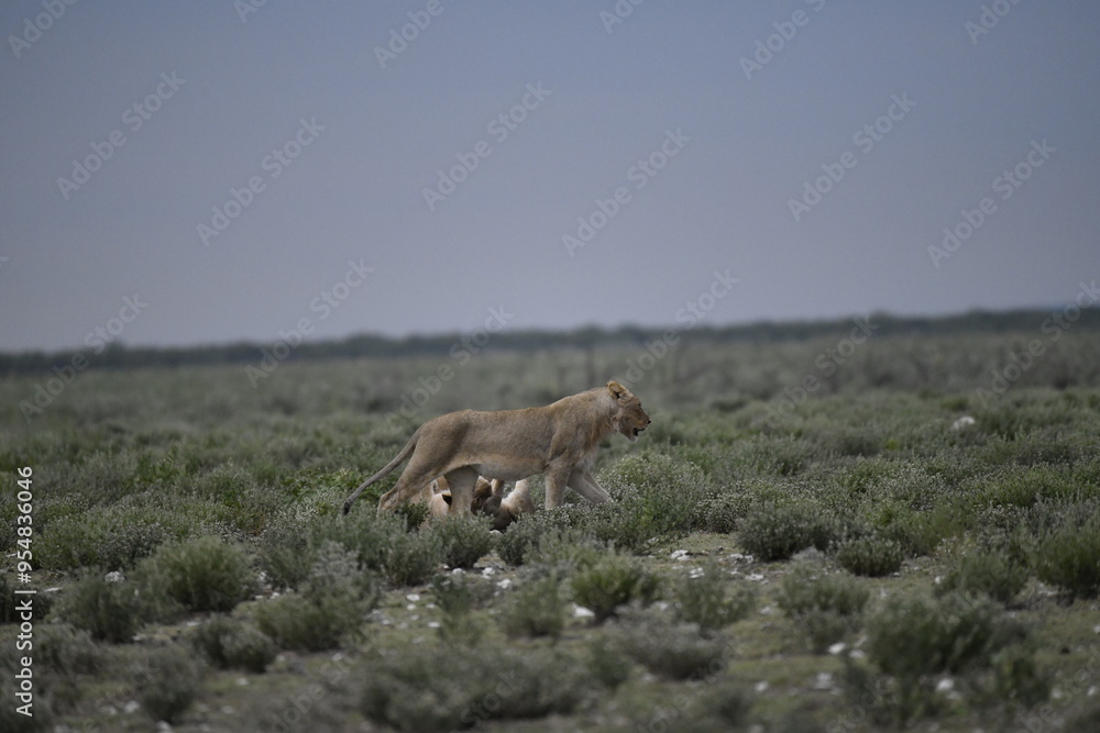 Fototapeta premium Lions in etosha