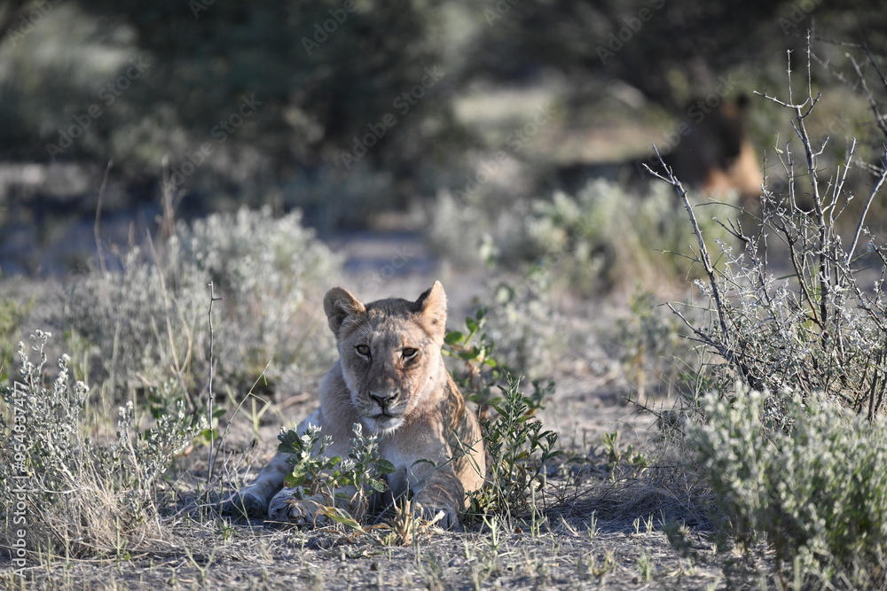 Lions in Etosha Lions in Etosha