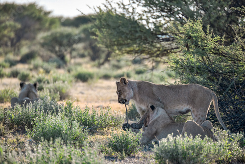 Lions in Etosha