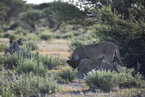 Lions in Etosha