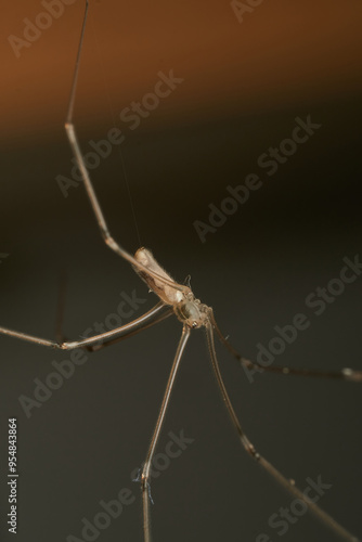 Wallpaper Mural a spider with thin and long brown legs Torontodigital.ca