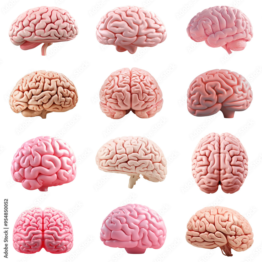 PNG 3d pink human brain element set, transparent background PNG 3d pink human brain element set, transparent background