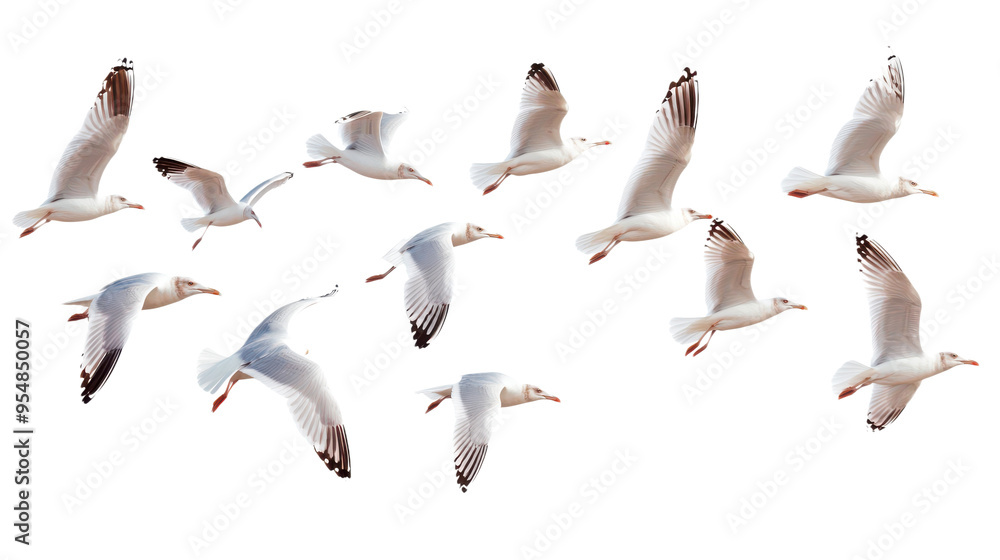 Fototapeta premium Flock of Seagulls in Flight Isolated on transparent Background, PNG file, graphic resources, 