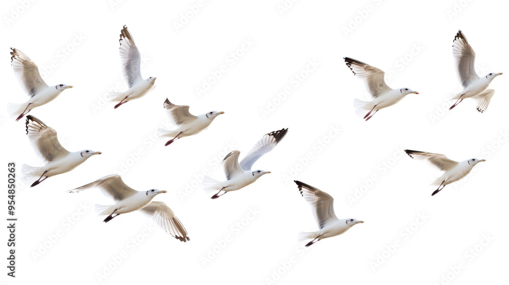 Fototapeta premium Flock of Seagulls in Flight Isolated on transparent Background, PNG file, graphic resources, 