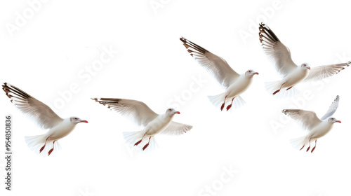 Flock of Seagulls in Flight Isolated on transparent Background, PNG file, graphic resources, 