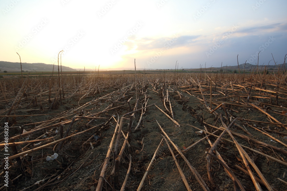 corn stalk bales in the field at sunset corn stalk bales in the field at sunset