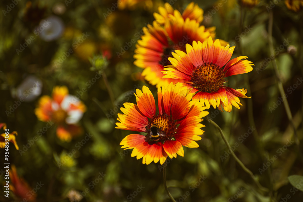 Vivid indian blanket (gaillardia pulchella) flower with a bee on it in the garden Vivid indian blanket (gaillardia pulchella) flower with a bee on it in the garden