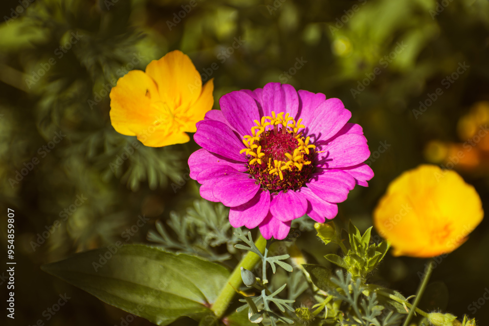 Pink zinnia flower in the garden Pink zinnia flower in the garden