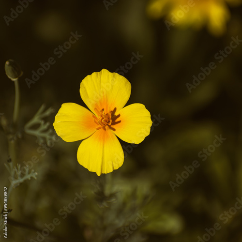 California poppy (eschscholzia californica) blooming in the garden