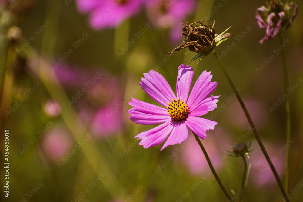 Pink garden cosmos flower blooming Pink garden cosmos flower blooming